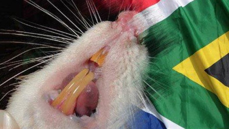 جرذ يعض زعيمة المعارضة في جنوب أفريقيا