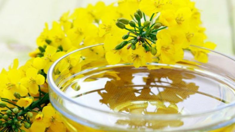 زيت اللفت يقضي على “الكرش” ويفتِّت شحوم البطن