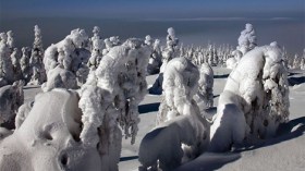 في فنلندا… تماثيل غابات الجليد كأنها كائنات حية