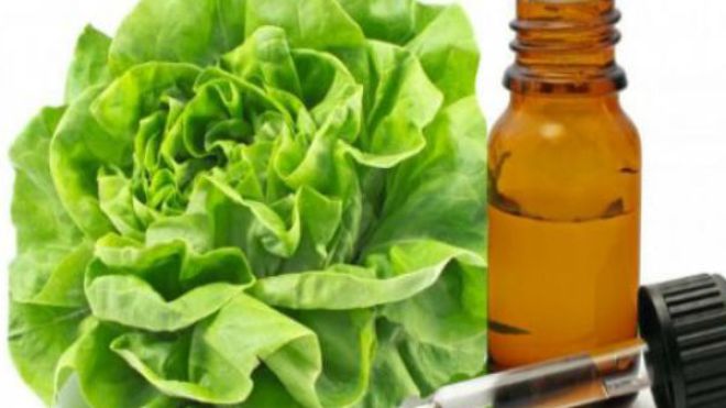 هكذا تحضّرين زيت الخس وتستعملينه للشعر؟!