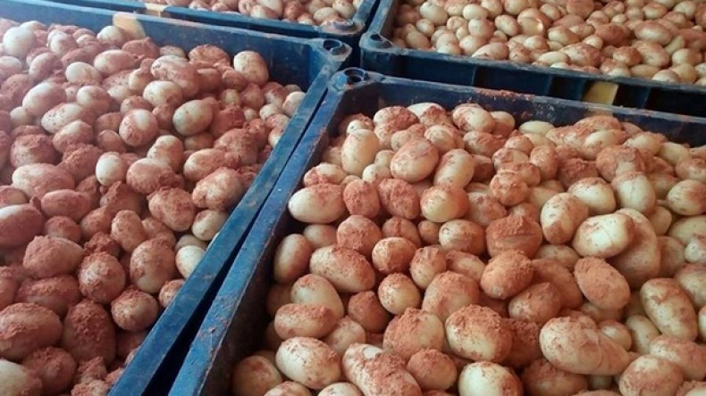 جزائريون يشترون خضرا ممزوجة بالأتربة والأوراق والجذور