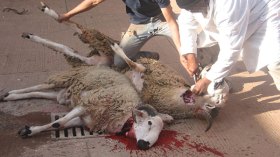 عائلات لا تأكل “كليتي” الخروف خوفا من إصابتها بتشوهات خلقية