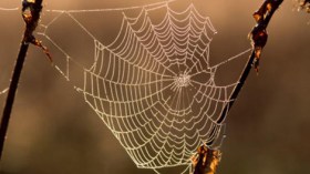 دراسة: تجديد الأعصاب بخيوط العنكبوت