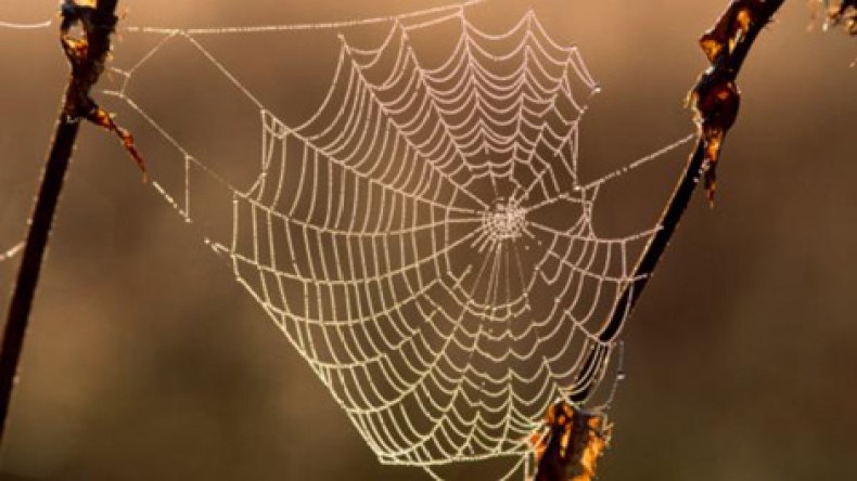 دراسة: تجديد الأعصاب بخيوط العنكبوت