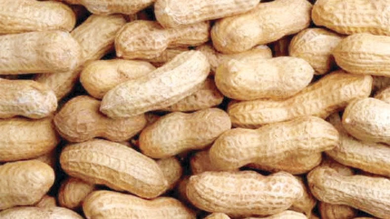 مخاوف من تسرب فول سوداني‮ ‬سام من ليبيا