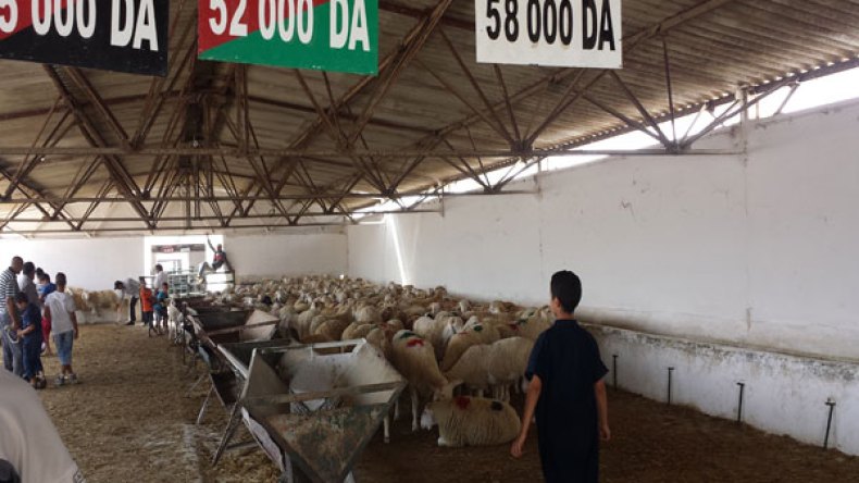 أضاحي الحكومة: تمخّض الجبل فولد صرصورا!