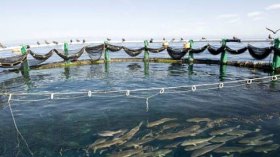 تربية المائيات: رهان على 17 ألف طن هذا العام