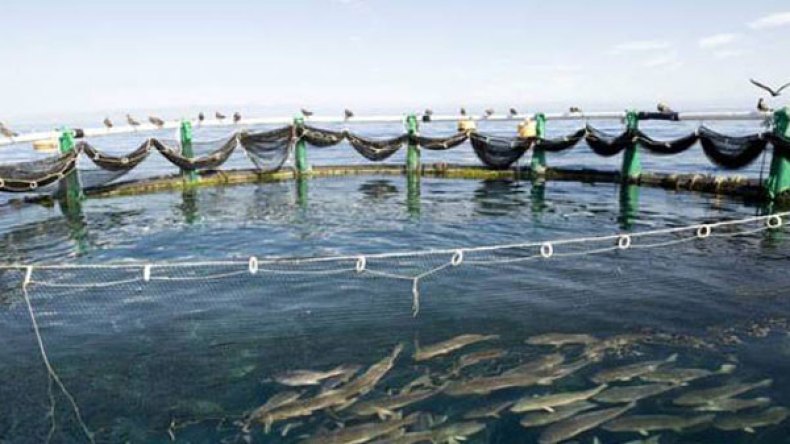 تربية المائيات: رهان على 17 ألف طن هذا العام