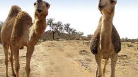 الإهمال يهدد الآلاف من رؤوس الماشية بالإنقراض في الوادي