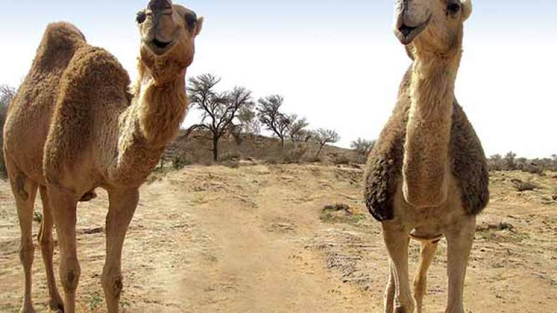 الإهمال يهدد الآلاف من رؤوس الماشية بالإنقراض في الوادي