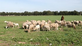 تساقط الغيث يعيد الأمل للفلاحين والمربين بغرداية