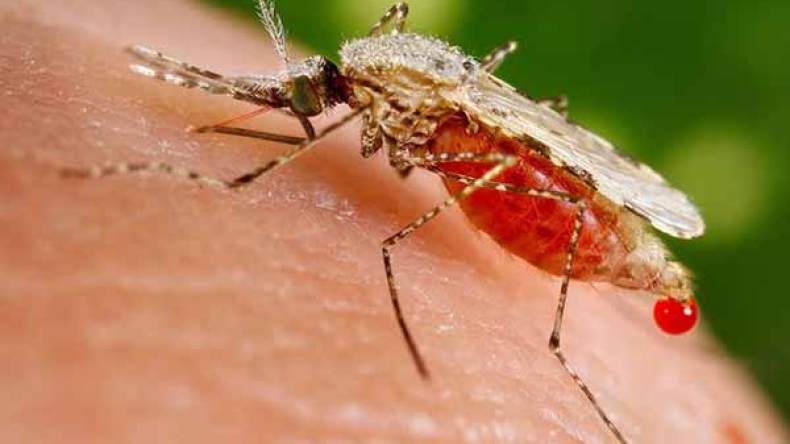الملاريا بالجزائر “مستوردة” ولا داعي للقلق!