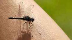 وباء “النيل الغربي” و”حمى الواد المتصدع” يزحفان نحو الجزائر