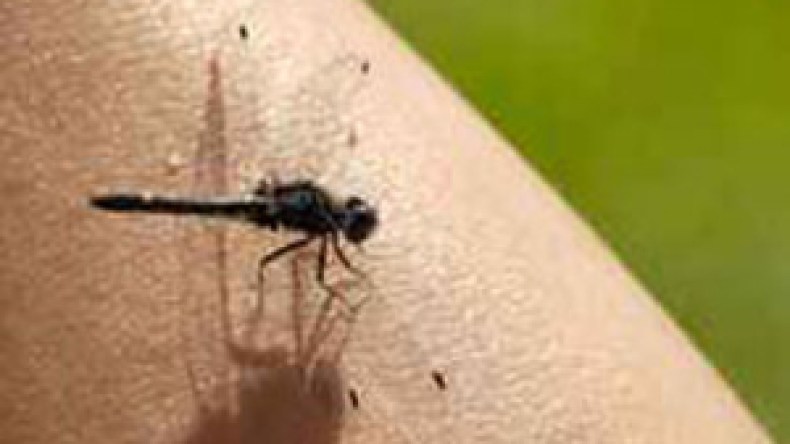 وباء “النيل الغربي” و”حمى الواد المتصدع” يزحفان نحو الجزائر