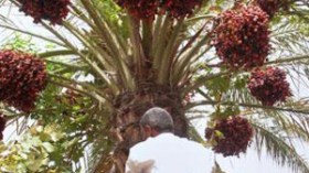 توقعات بجني 6 ملايين قنطار وبسكرة ستغرق العالم بدڤلة نور