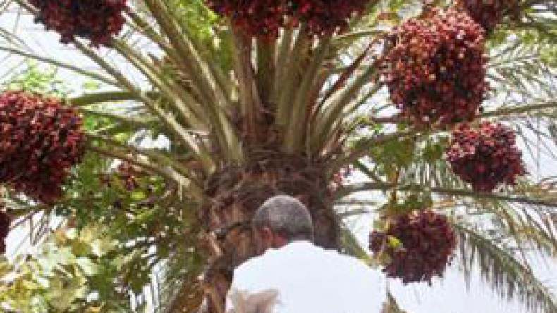 توقعات بجني 6 ملايين قنطار وبسكرة ستغرق العالم بدڤلة نور