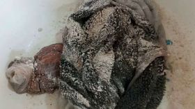 لن نأكل “دوارة” الجير و”بوزلوف” الجبس!