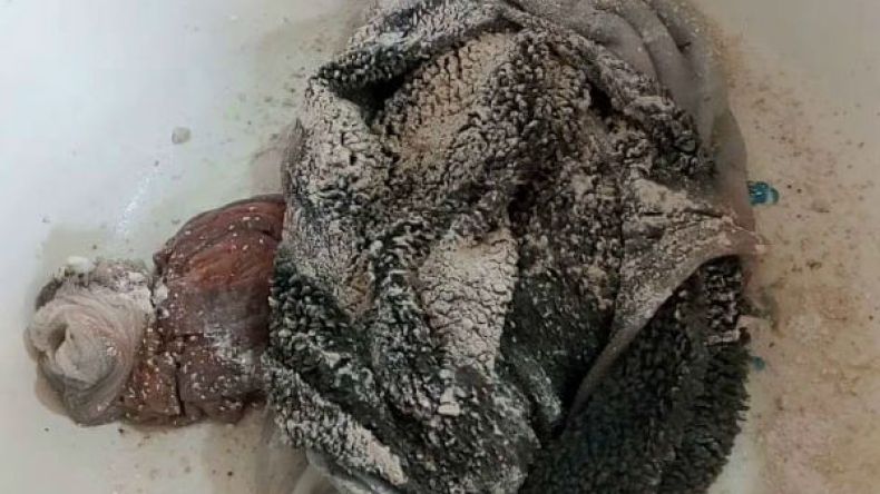 لن نأكل “دوارة” الجير و”بوزلوف” الجبس!