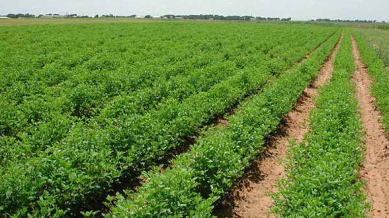 الحكومة تُنهي “فتنة” أراضي العرش..!