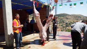 نحر 10 عجول بكاف أعرقوب وتاغزوت  وتوزيع لحومها على الفقراء
