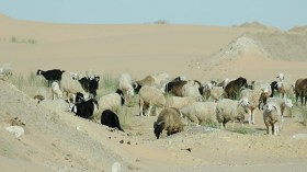 الجفاف يهدد الثروة الحيوانية في الوادي