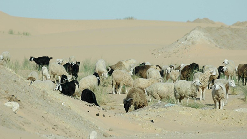 الجفاف يهدد الثروة الحيوانية في الوادي