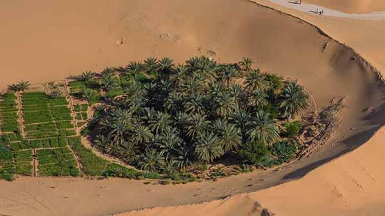 الفلاحون يدقون ناقوس الخطر مُنذِرِين بكارثة ببساتين النخيل بالمغير