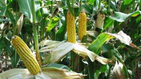 فلاحو “الذرى الصفراء” يلوحون بوقف الإنتاج بأراضي أدرار