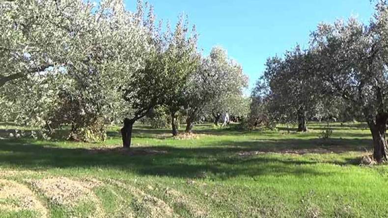 شح المياه يهدد مشروع الحزام الأخضر لشجر الزيتون بالبويرة