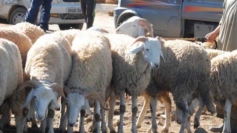 غلق سوق الماشية بتيزي وزو ومنع تنقلها منها واليها