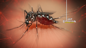 وزارة الصحة تحذر من موجة كبيرة لبعوضة النمر