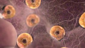 إنماء بويضات أنثوية في المختبر لأول مرة!