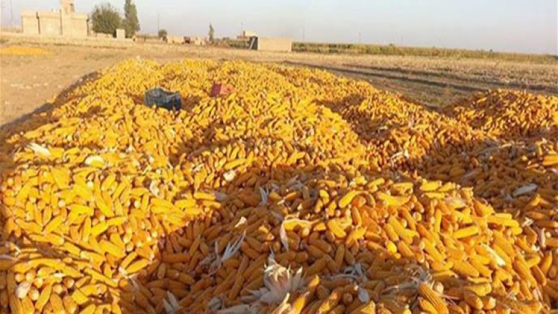 فلاحو أدرار متخوفون من كساد منتوج الذرة الصفراء