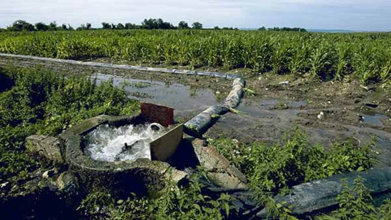 سقي المحاصيل بمياه الصرف ينذر بكارثة صحية في البليدة