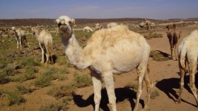 الإبل تهاجم حقول فلاحين في الأبيض سيد الشيخ بالبيض