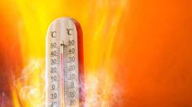 الحرارة المرتفعة ساهمت في تكاثر مختلف أنواع الحشرات