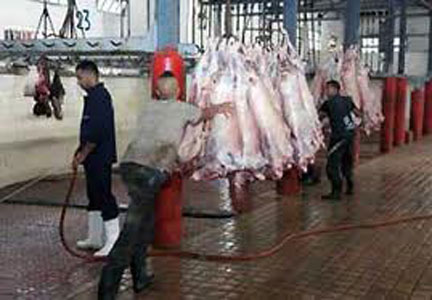 Prochaine réalisation de trois grands complexes d’abattage et de froid