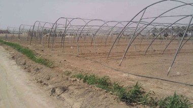 Spanish Investments To Reclaim Algerian Lands, Export Potatoes To Europe