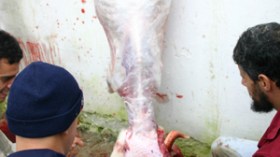 خدمات ذبح وتقطيع الكباش بـ3000 دينار