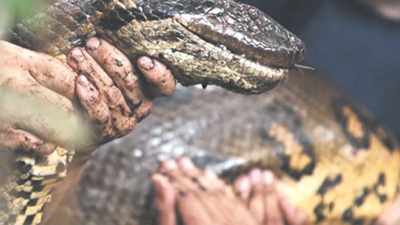 مغامر يتحدث من داخل بطن أناكوندا بعد أن ابتلعته