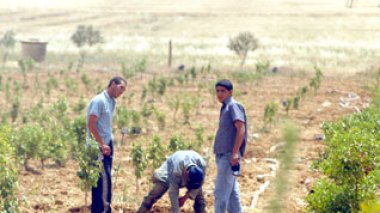 State support for young Algerian promoters beefed up by new incentive measures