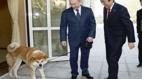 لماذا رفضت روسيا “كلباً” اعتزمت اليابان إهداءه لبوتين؟