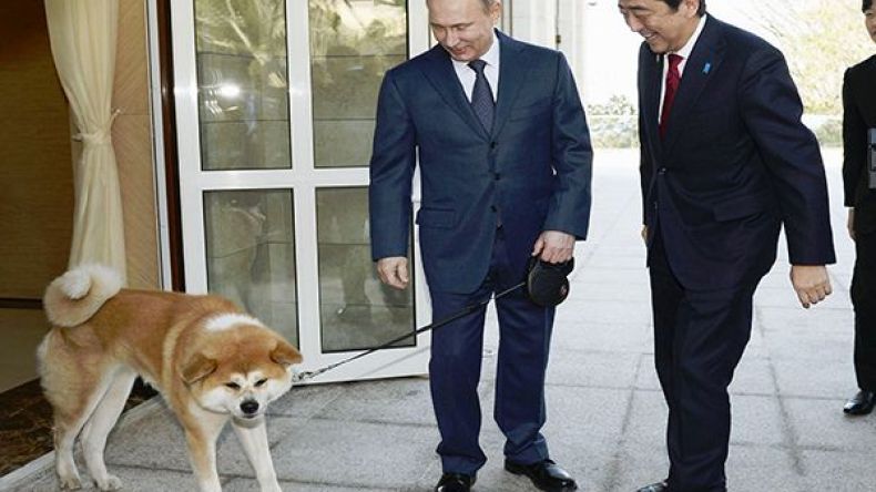 لماذا رفضت روسيا “كلباً” اعتزمت اليابان إهداءه لبوتين؟