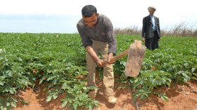 160 ألف فلاح سجلوا أنفسهم في صندوق “كاسنوس”