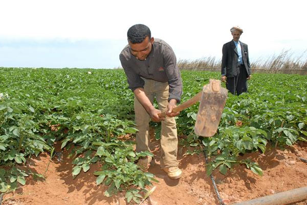 Farmers get 15,000 loans in Algeria
