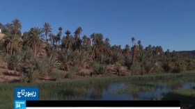 أسماك طازجة في قلب الصحراء الجزائرية!!