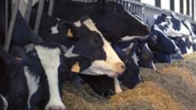 نفوق 10 رؤوس من الأبقار عشية عيد الأضحى المبارك