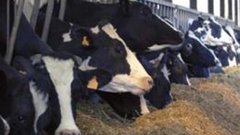 نفوق 10 رؤوس من الأبقار عشية عيد الأضحى المبارك