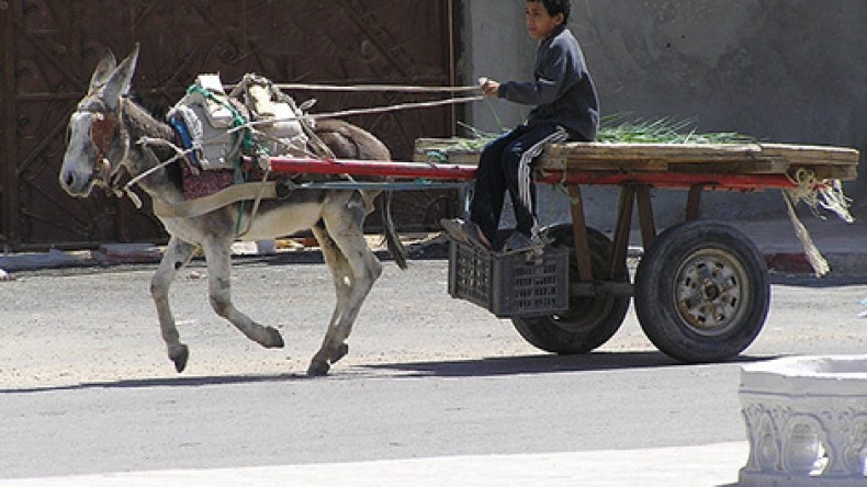 البغال والحمير أهم وسيلة نقل في أسواق الوادي