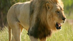 فرار أسد من شاحنة بالميلية يخلف ذعرا وسط السكان